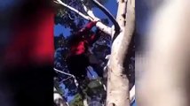 Fans excited as Justin Bieber climbs up a tree in Sydney