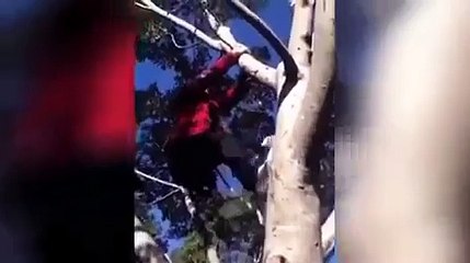 Fans excited as Justin Bieber climbs up a tree in Sydney