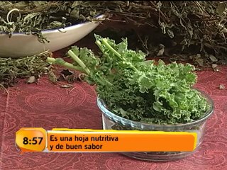 Una hoja que tiene más proteínas que la carne