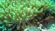 Underwater Scuba Diving; North Sulawesi, Indonesia