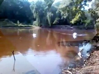 рандеву,лебеди,музыка,релакс