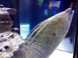 Honeycomb Moray Eels