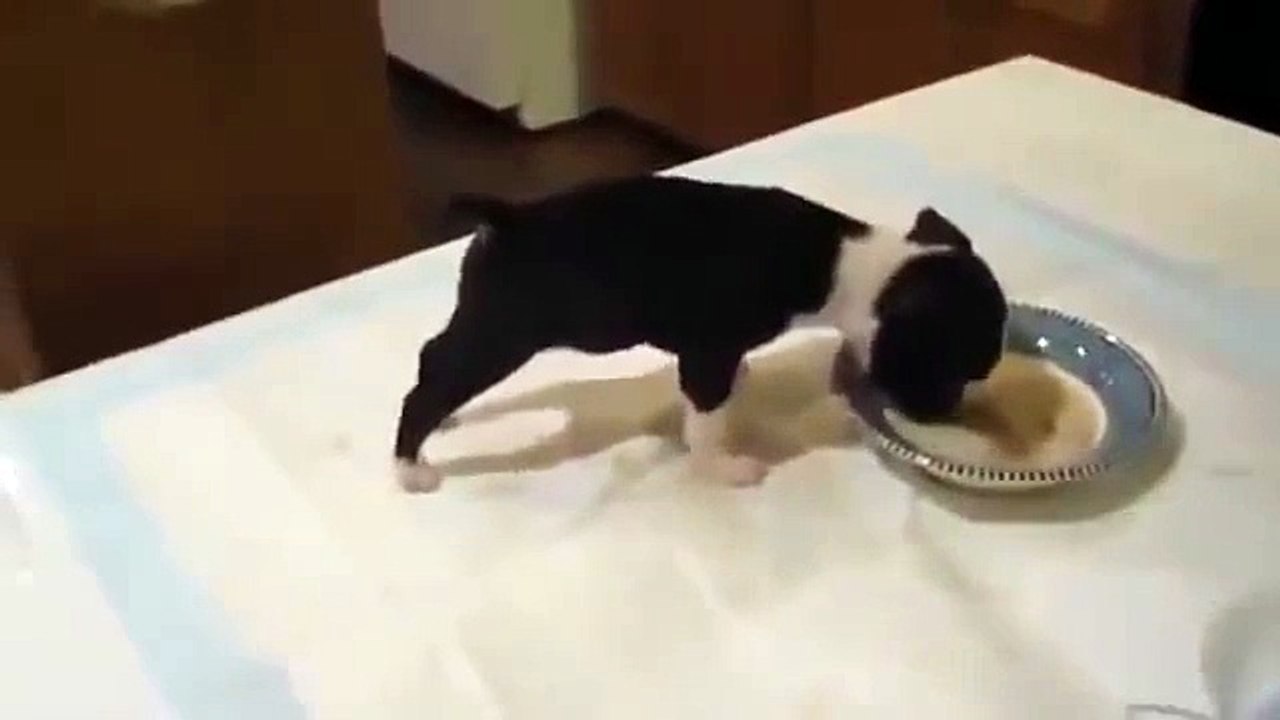 The most adorable puppy fail ever!