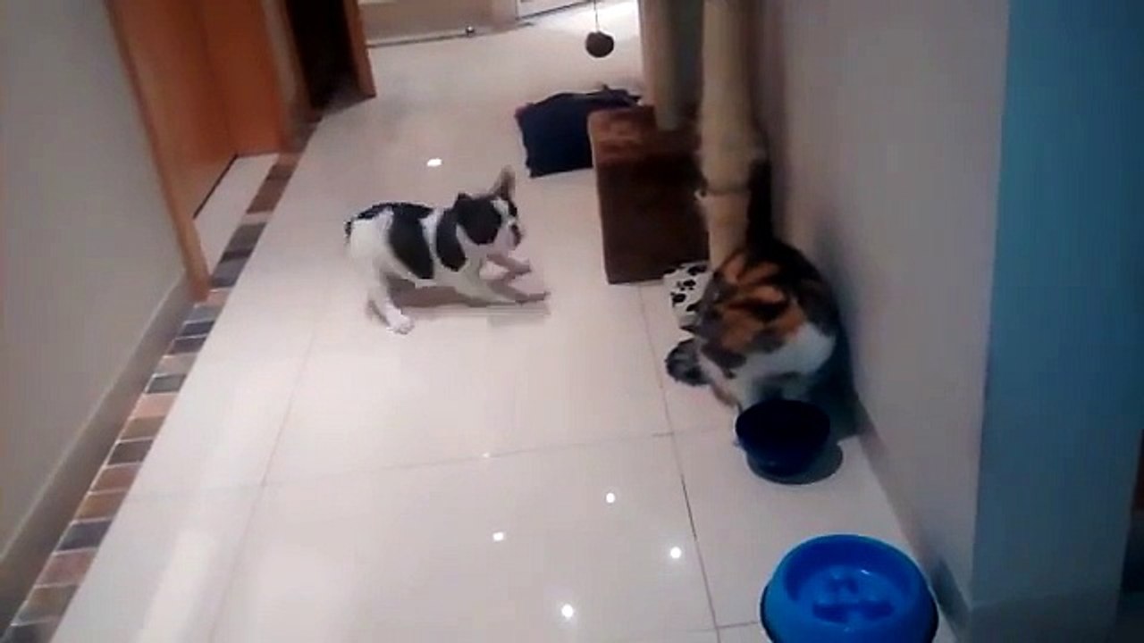 Adorable puppy fails to impress cat (360p)