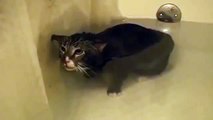 Cat Meows Underwater - Wet Cat - Bath Cat - Soo Funny
