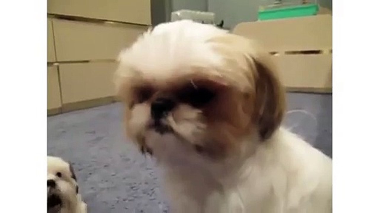 Puppy Fails to Excite Older Dog