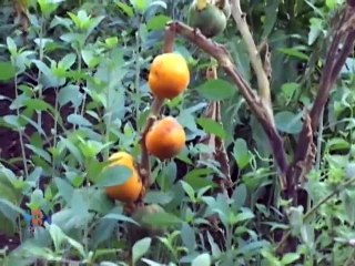 Finca orgánica y auto sostenible es ejemplo en la Zona Norte