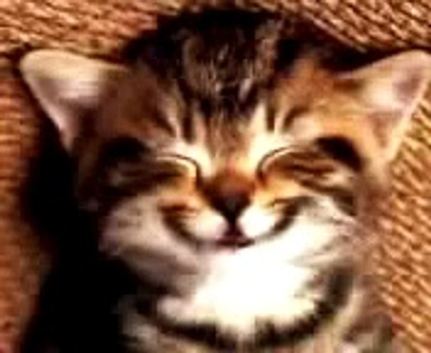 Kitty Happy Birthday Song