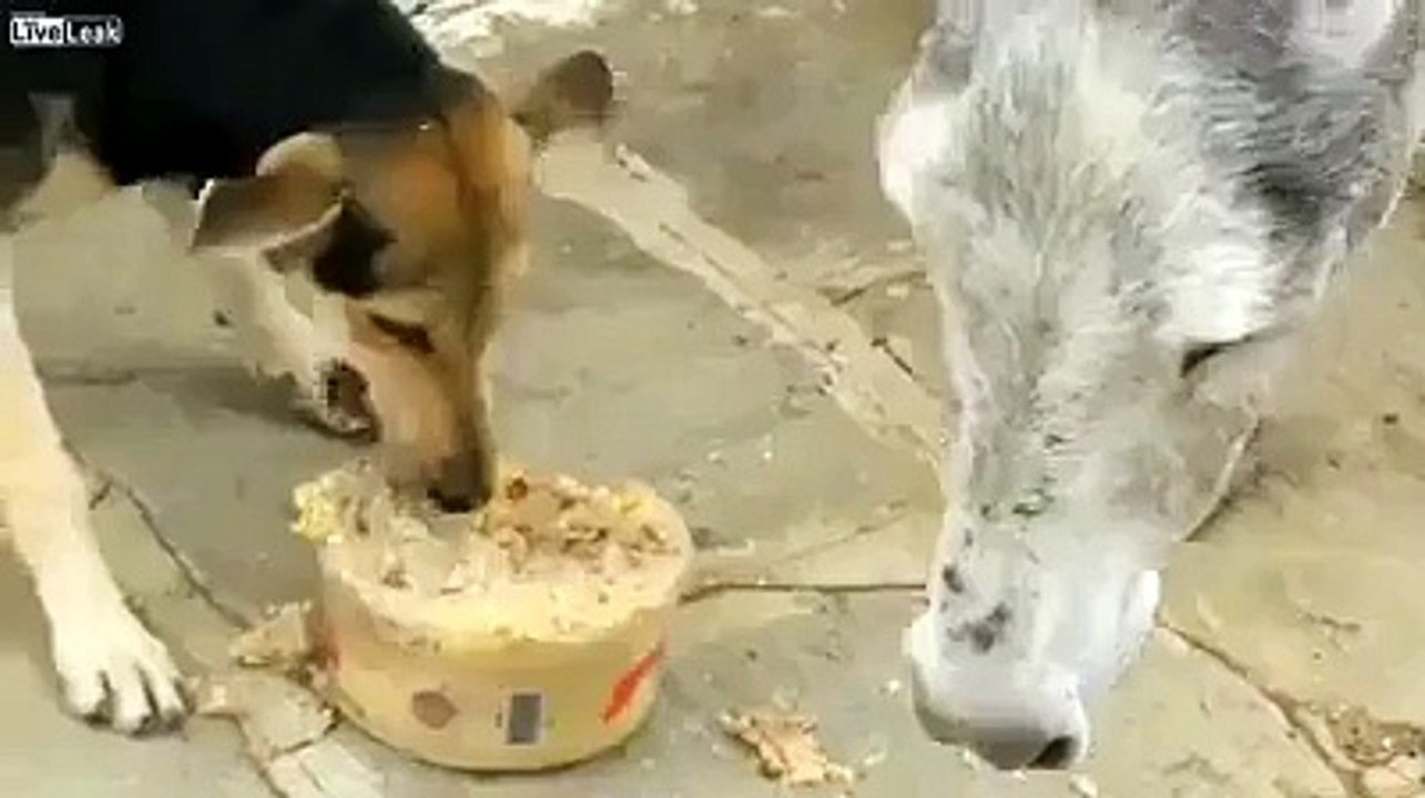Funny Dog & Donkey Fight