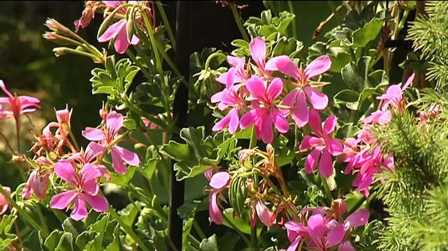 Het Weer: John bie de boer [3-7-2015] - RTV Noord