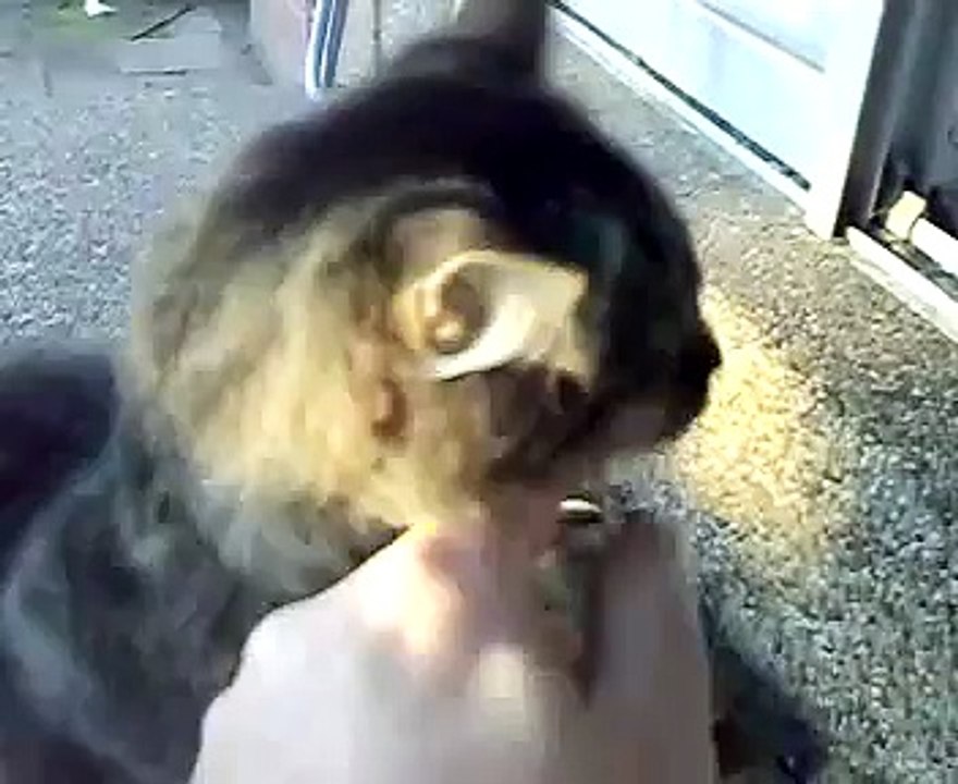 nokia n73 video test featuring yuki