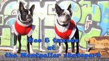 skateboarding Dogs Tuxedo & Neo : New Year Tricks