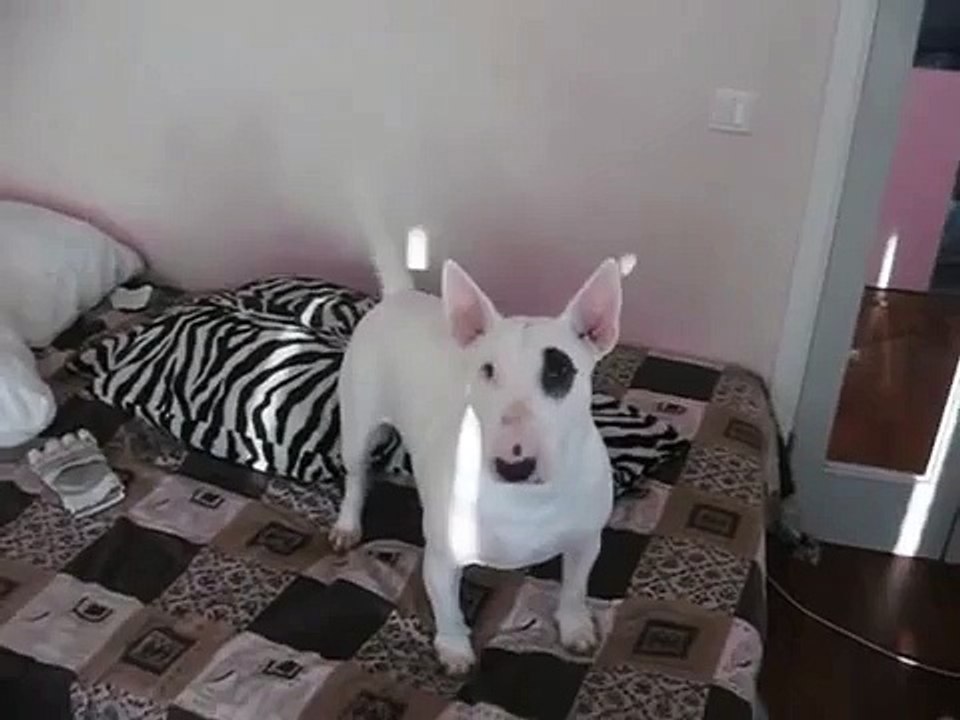 Bull Terrier (judy)