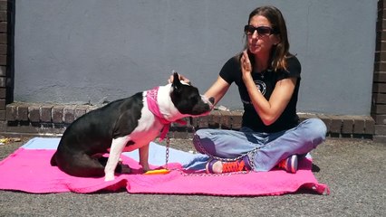 "Panda" Mt Vernon Animal Shelter dog