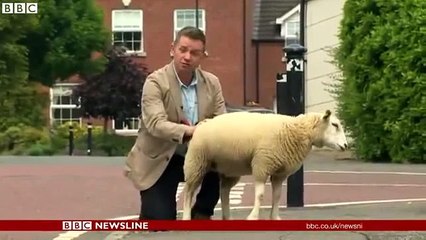 Sheep urinates over BBC News NI reporter - YouTube
