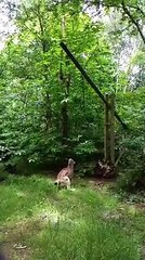 کہتے ہے شیر جنگل کا بادشاه هے