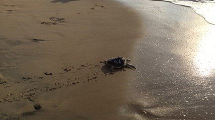 Once-ailing turtles return to their homes in the sea