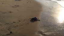 Once-ailing turtles return to their homes in the sea