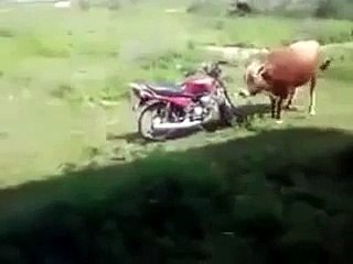 Sapi kawin sama motor lucu banget