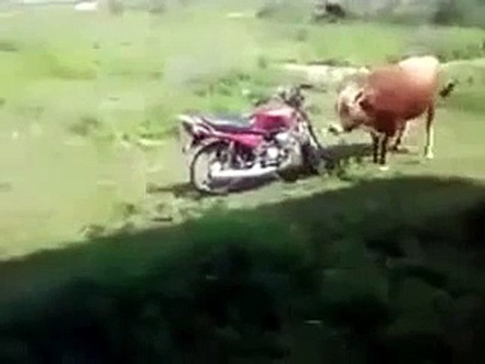 Sapi kawin sama motor lucu banget