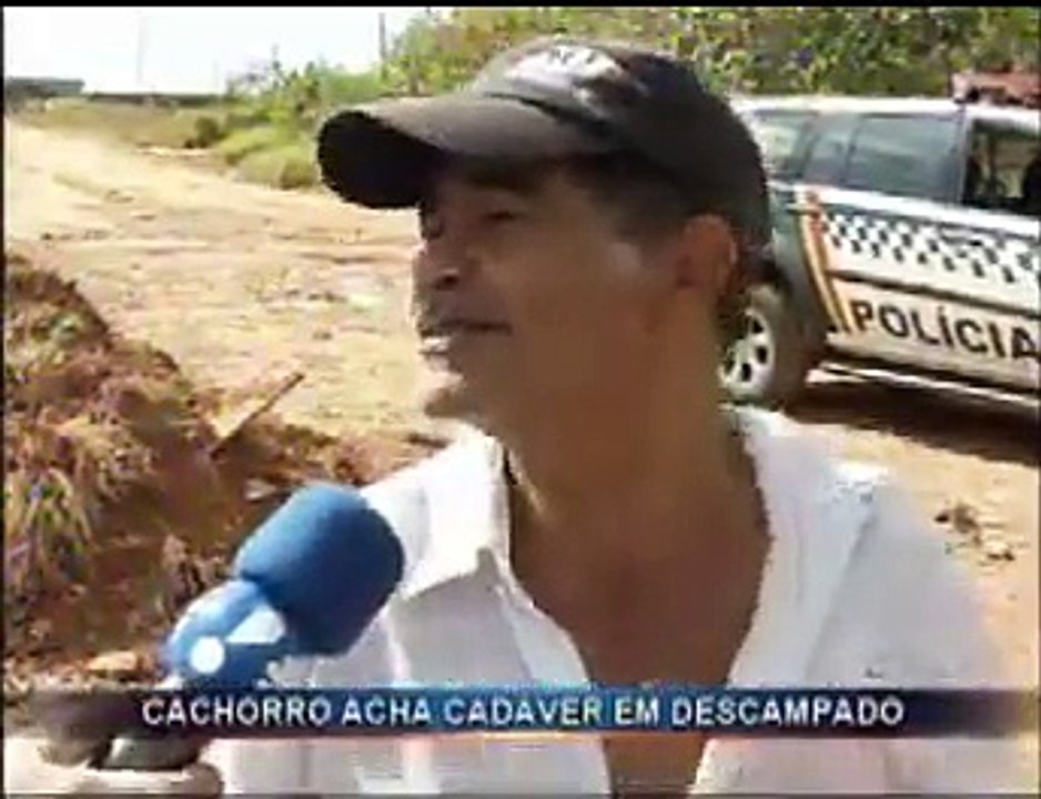 Samambaia