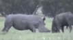 Rhino Kills African Buffalo* Clip from NatGeo Wild