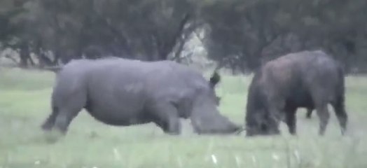 Rhino Kills African Buffalo* Clip from NatGeo Wild
