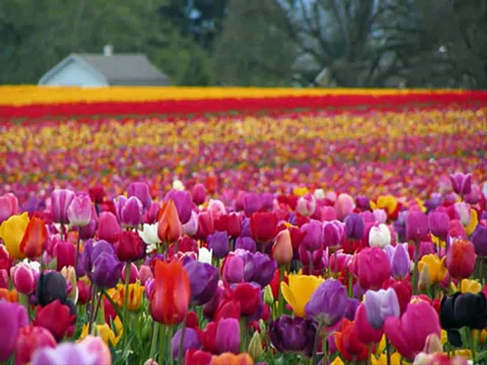 نشيد:: دوما لك الحمد:: للمتميز مشاري العفاسي- جدا رائعة !!