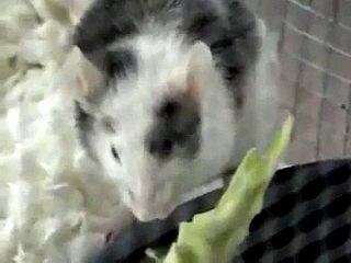 Emily Junior eatin' broccoli