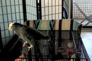 Pionus Parrot Target Training (Mika)