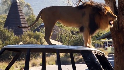 Lion roaring at San Diego Wild Safari Park