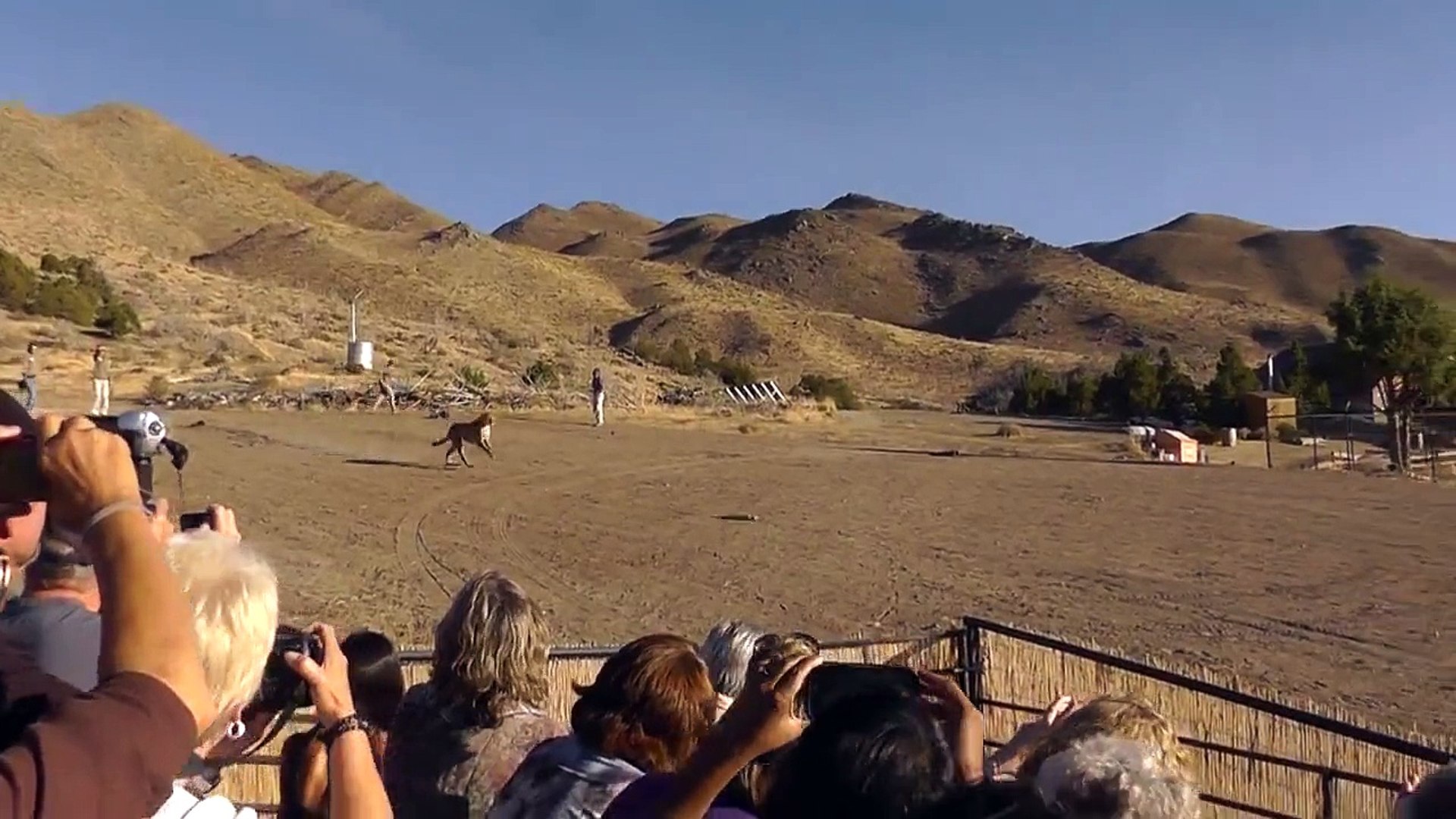 Cheetah Run - Animal Ark, Reno - Look Around - video Dailymotion