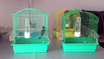 chardonneret algerien clochette tiwawati