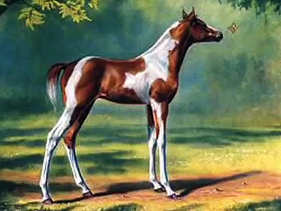 Horse Pics 2!