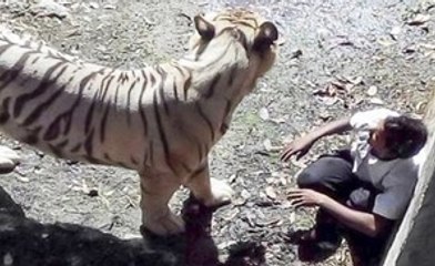 White Tiger Kills Boy in Zoo -- (Delhi in India) KIDS DON'T WATCH PLZZ