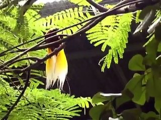 Paradiesvogelbalz im Jurong Bird Park