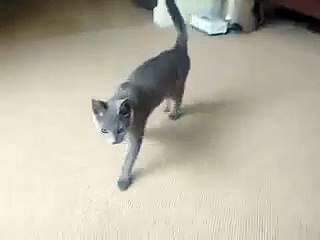 monsieurbleu - russian blue - ultimate cat