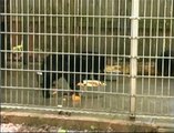 Orphaned Bear Cubs At Northwoods Wildlife Center