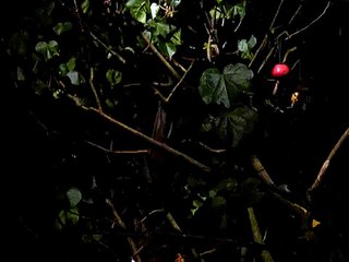 Night Safari Fishing Cat Trail: Bat