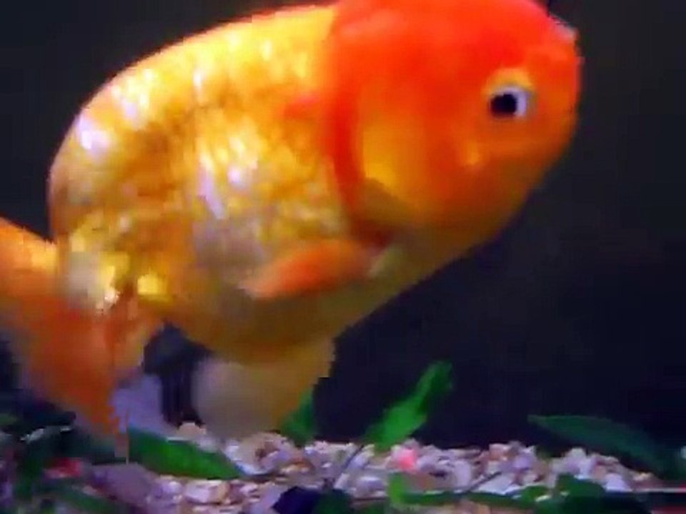 Lionhead Goldfish
