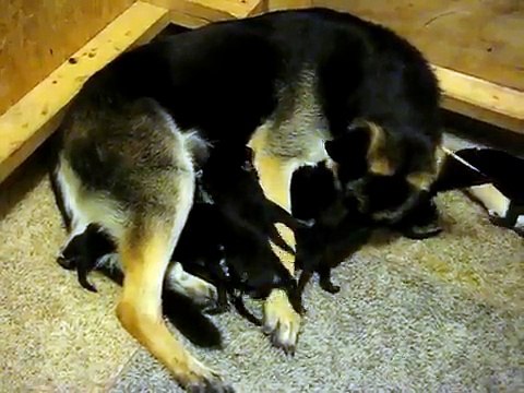 German Shepherd puppies hungrily feeding