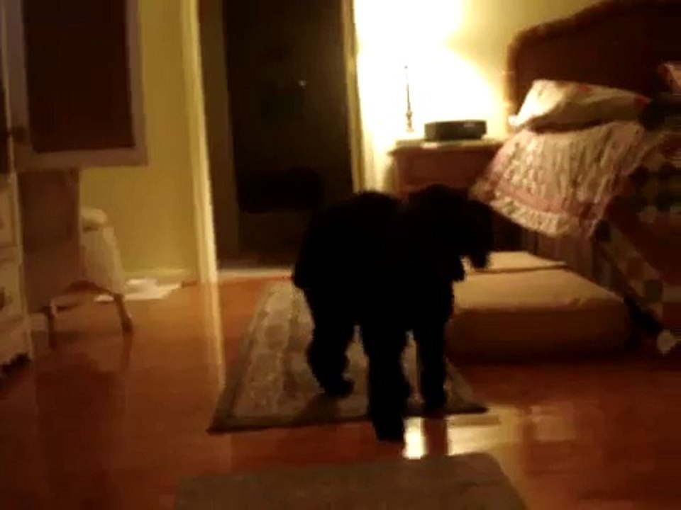 norman, our beloved cockapoo 4