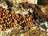 The rarely seen clustered way ladybirds ladybugs survive the winter