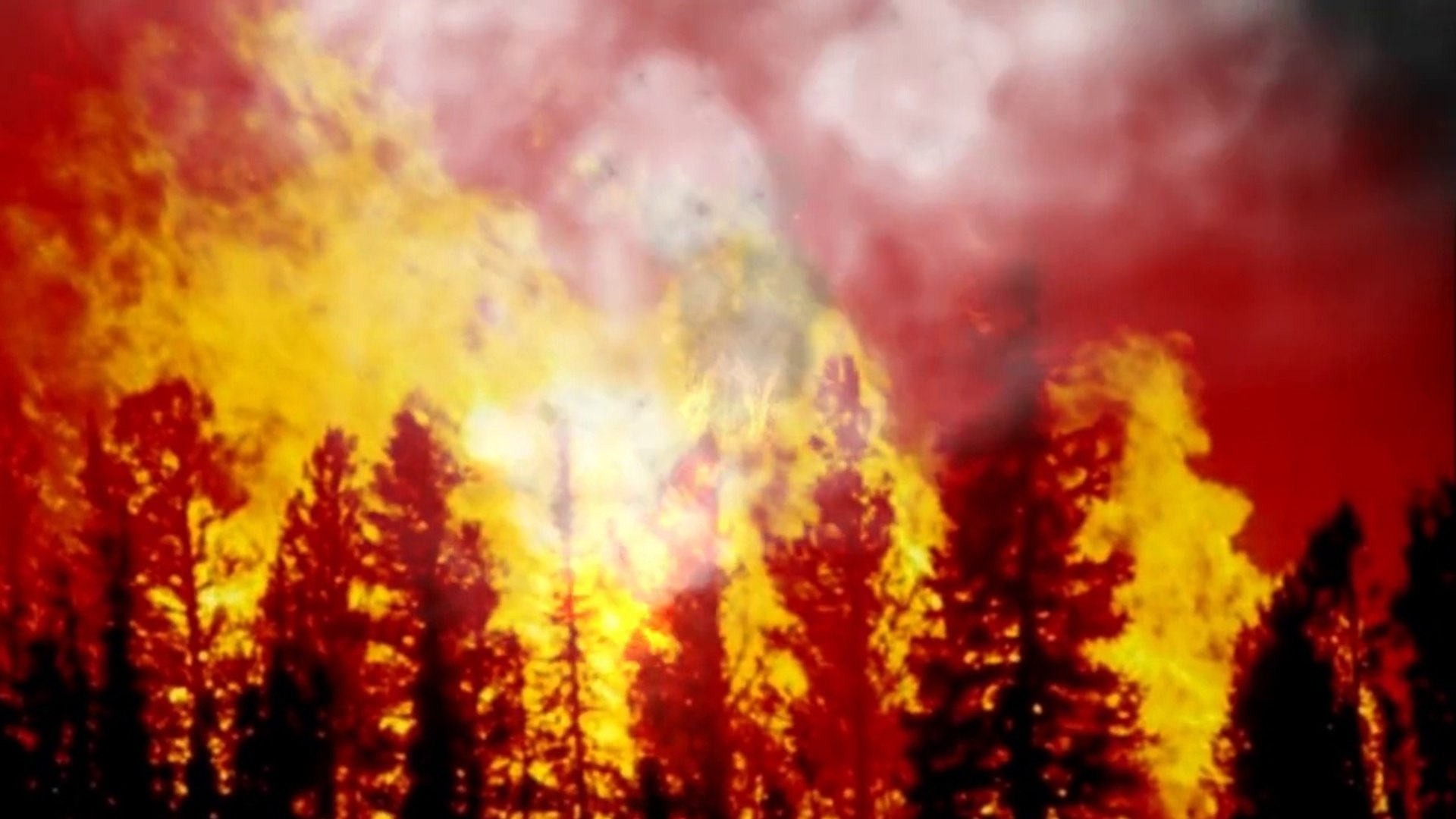 Forest Fire