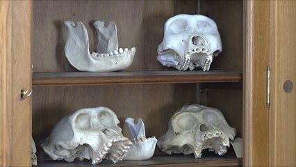 جمجمة عمرها 430 ألف عام تثبت أقدم جريمة قتل