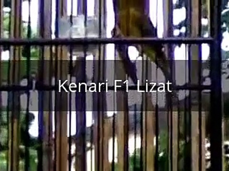 Kicau Burung Kenari F1 Gacor