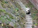 3 months old baby panda