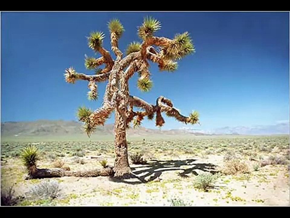 The U2 Joshua Tree