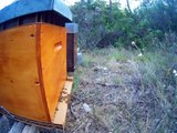 attaque d un frelon asiatique sur une colonie d'abeilles