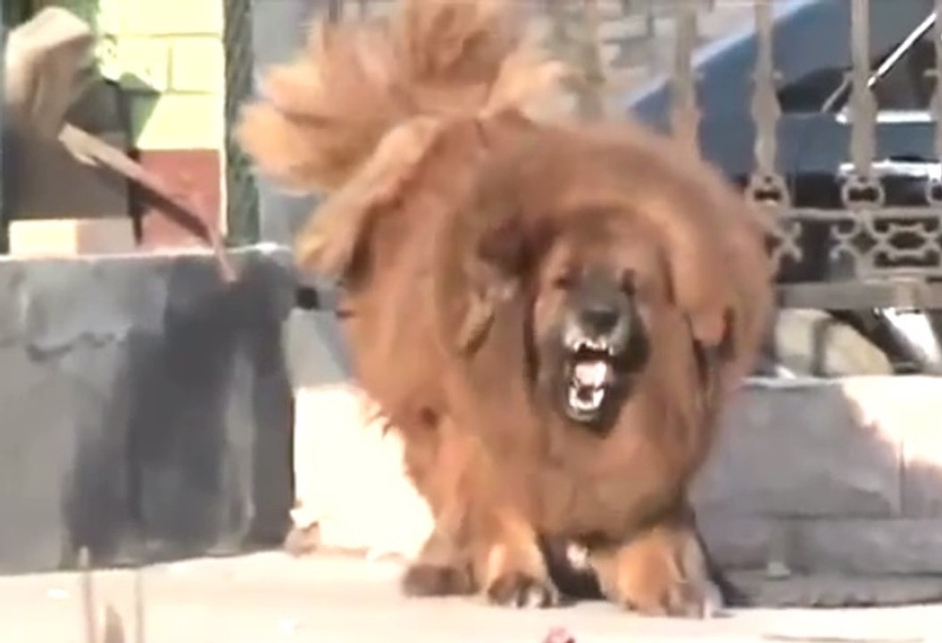Lion Dog Tibetan Mastiff | US $ 2.5 Million Dog - video Dailymotion